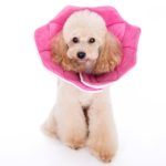 recommended by Be Kind To Dogs - Dog Training Call 480-272-8816 for Dog Training in Chandler, AZ, Dog Training in Gilbert, AZ, Dog Training in Tempe, AZ, Dog Training in Mesa, AZ, Dog Training in Ahwatukee, AZ and surrounding areas. Be Kind To Dogs Kathrine Breeden
