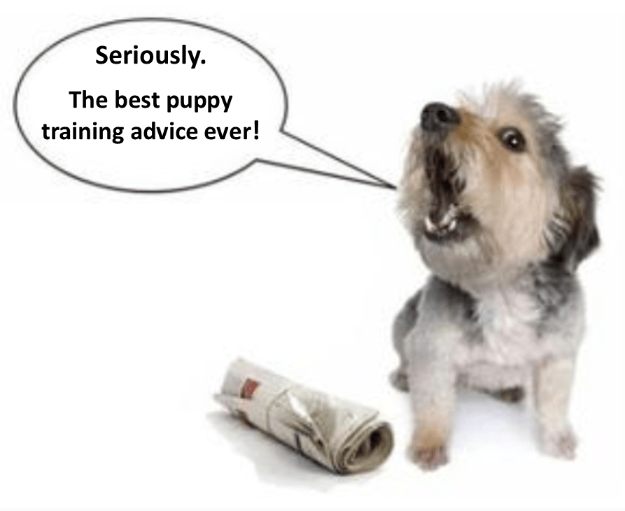 puppy advice Be Kind To Dogs - Dog Training Call 480-272-8816 for Dog Training in Chandler, AZ, Dog Training in Gilbert, AZ, Dog Training in Tempe, AZ, Dog Training in Mesa, AZ, Dog Training in Ahwatukee, AZ and surrounding areas. Be Kind To Dogs - Dog Training Call 480-272-8816 for Dog Training in Chandler, AZ, Dog Training in Gilbert, AZ, Dog Training in Tempe, AZ, Dog Training in Mesa, AZ, Dog Training in Ahwatukee, AZ and surrounding areas.