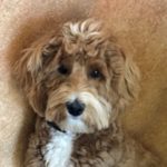 thor 2 recommended by Be Kind To Dogs - Dog Training Call 480-272-8816 for Dog Training in Chandler, AZ, Dog Training in Gilbert, AZ, Dog Training in Tempe, AZ, Dog Training in Mesa, AZ, Dog Training in Ahwatukee, AZ and surrounding areas. Dog Training Call 480-272-8816 for Dog Training in Chandler, AZ, Gilbert, AZ, Tempe, AZ, Mesa, AZ and surrounding areas