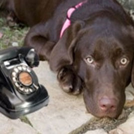 dog training phone consult